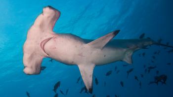 The underbelly of a hammerhead shark