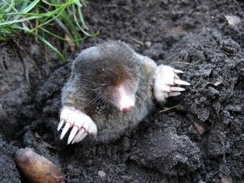 A photo of a star-nosed mole emerging from the dirt