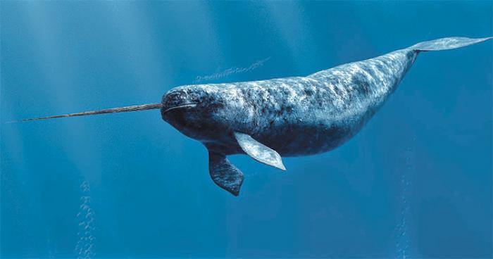 a single narwhal swims in the very blue water of the sea