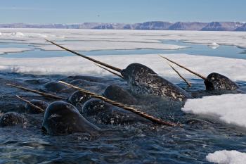 A pod of narwhals showing their tusks