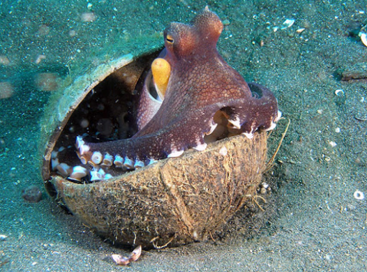 octopus in a coconut shell on the ocean floor