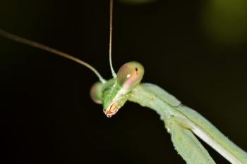 close up head shot of a praying mantis