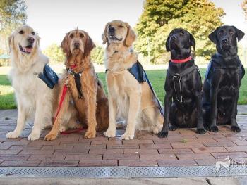 A group of five service dogs in uniform