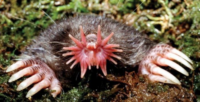 Close up of the star-nosed mole showing its tentacles and claws