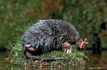A photo of a star-nosed mole lounging in a swamp