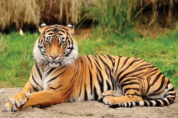 picture of a tiger sitting regally