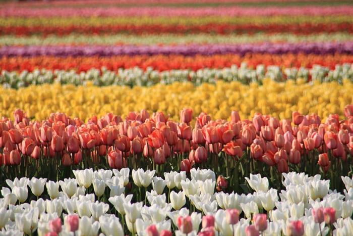 A field of tulips in many colors in Holland.