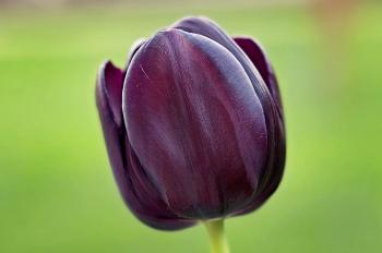 A Queen of the Night Tulip. This tulip has a dark purple hue.
